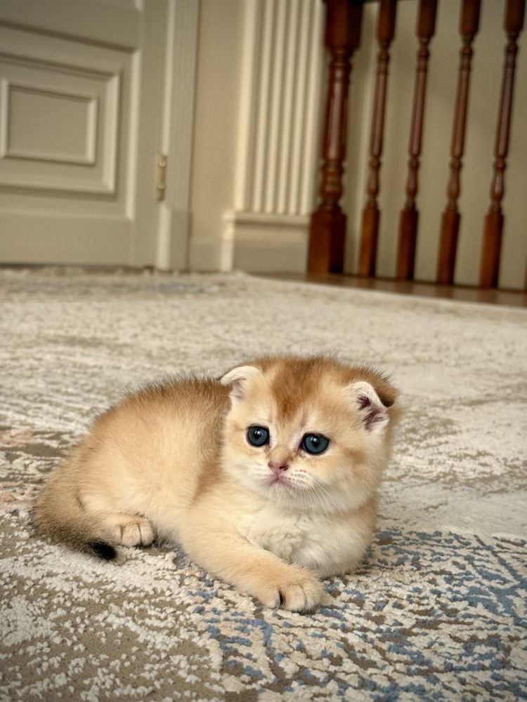 Котенок Серебристая шиншила мальчик