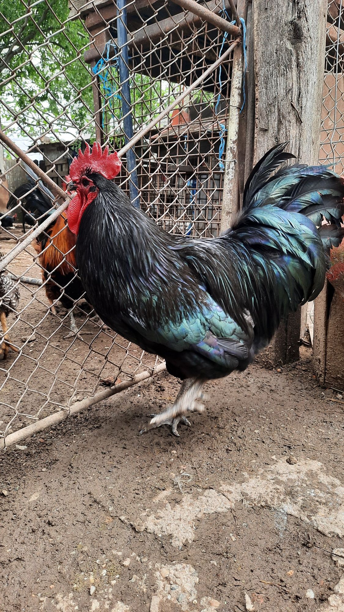 Cocos australorp negru ..