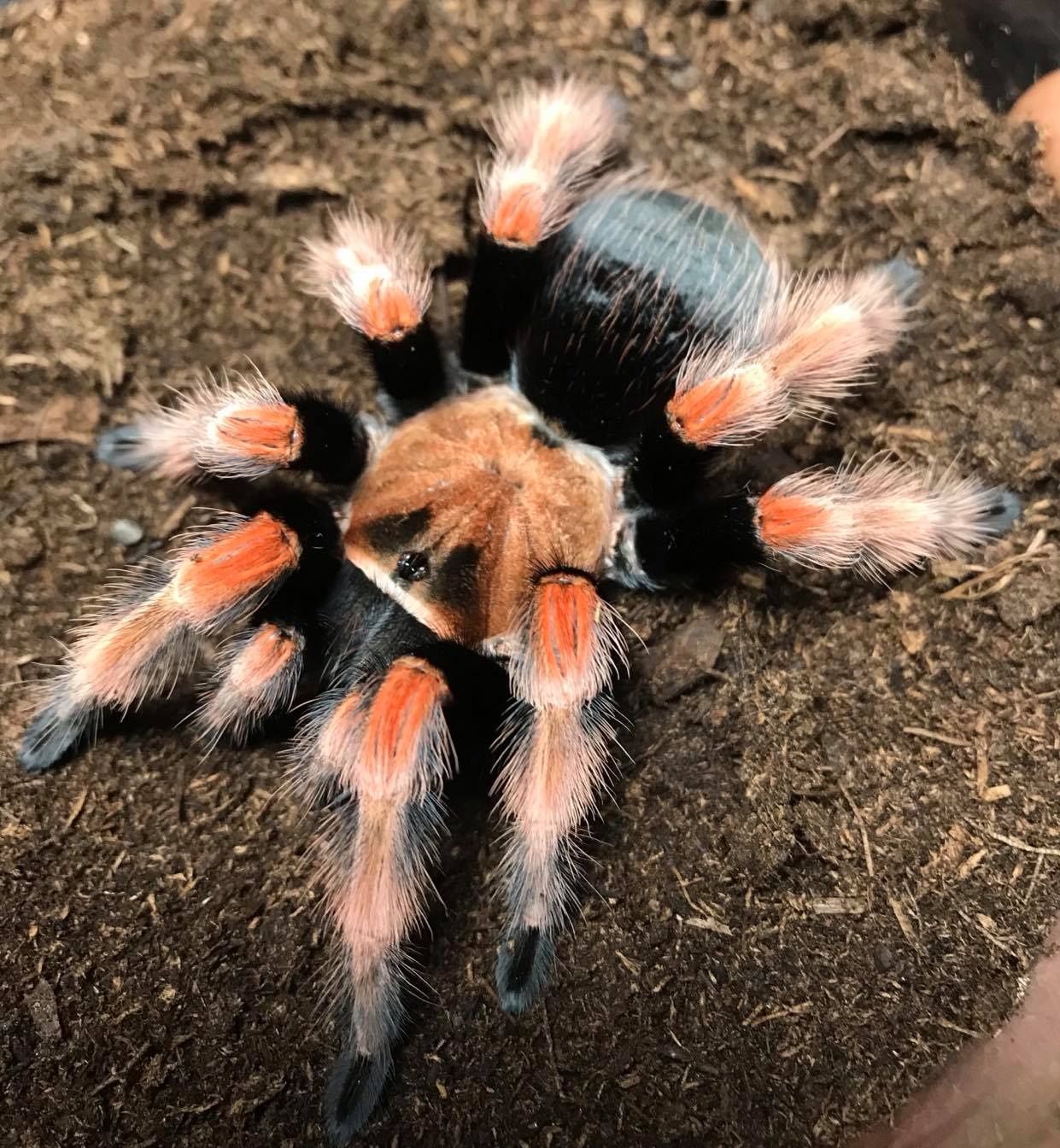 Bracypelma Boehmei - sling