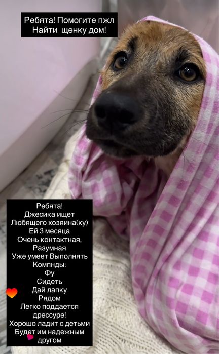 Щенка в добрые руки