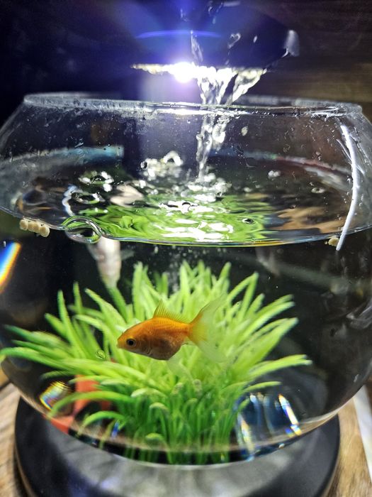 Аквариум със златна рибка