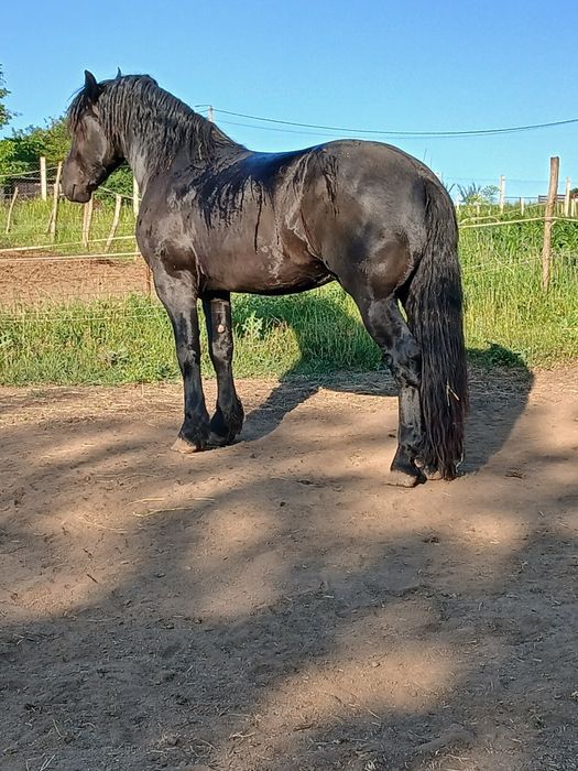 Armăsar frizian de 3 ani