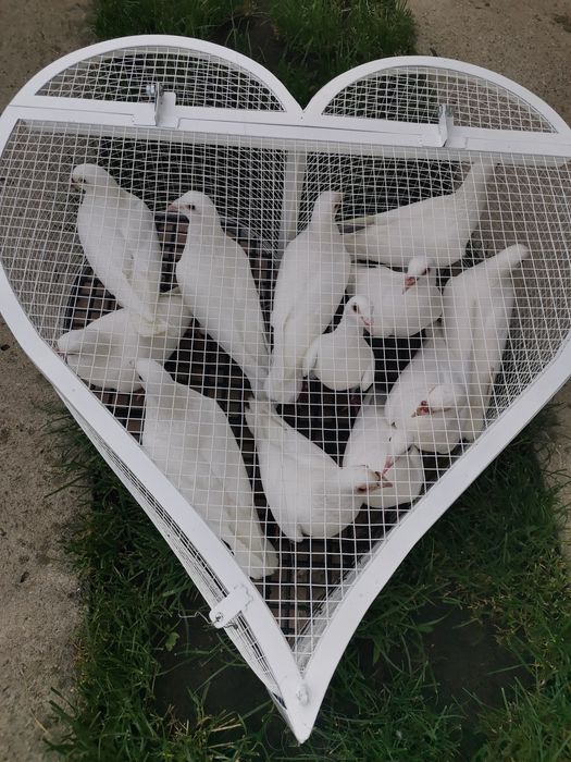 Porumbei voiajori albi pt nunta (evenimente speciale)