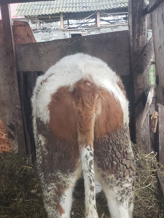 Vand viteaaa mai multe detalii în descrieree