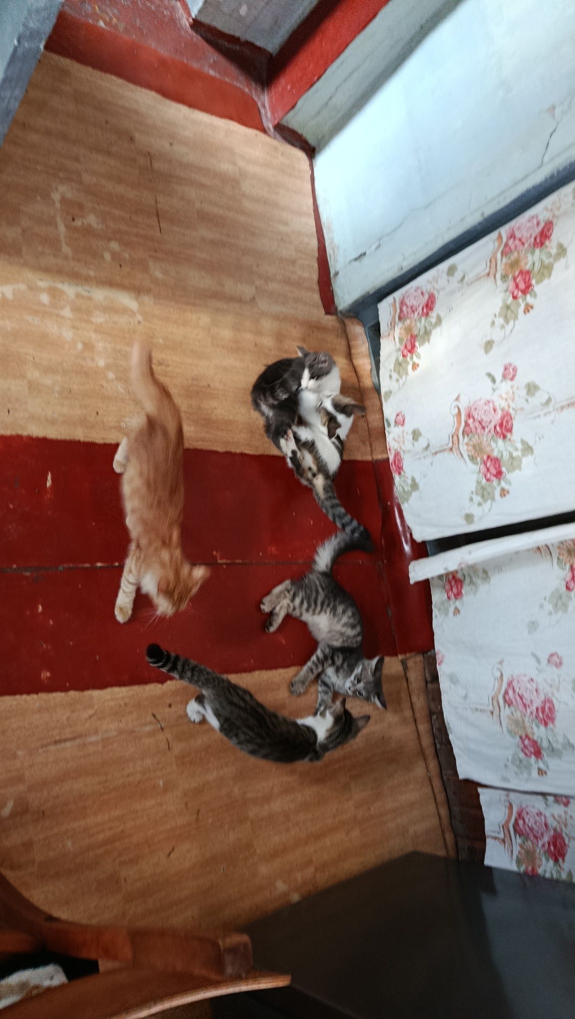 Котята в 4 мальчика и 1 девочка