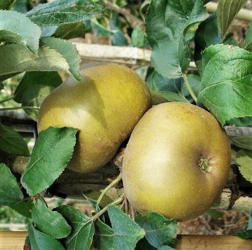 Pomi Fructiferi  deosebiti  mar renet de canada