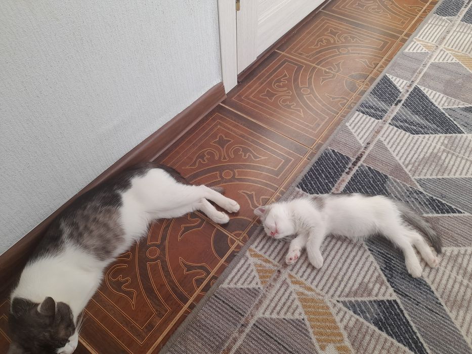 Продаётся котята