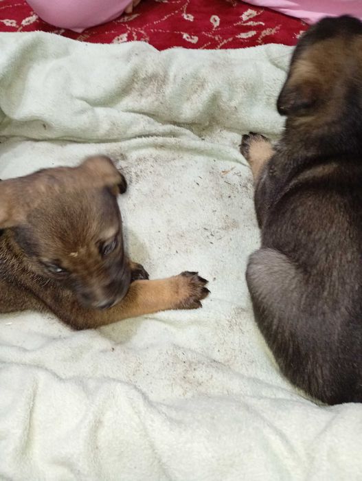 Catei spre adopție URGENT