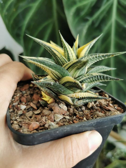 Haworthia limifolia variegata