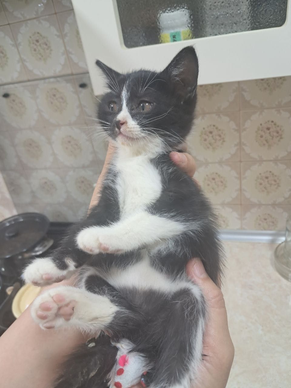 Котята бесплатно даром