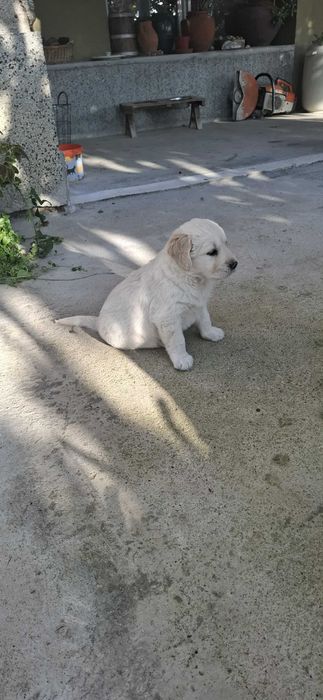 Малки голдън ретривър