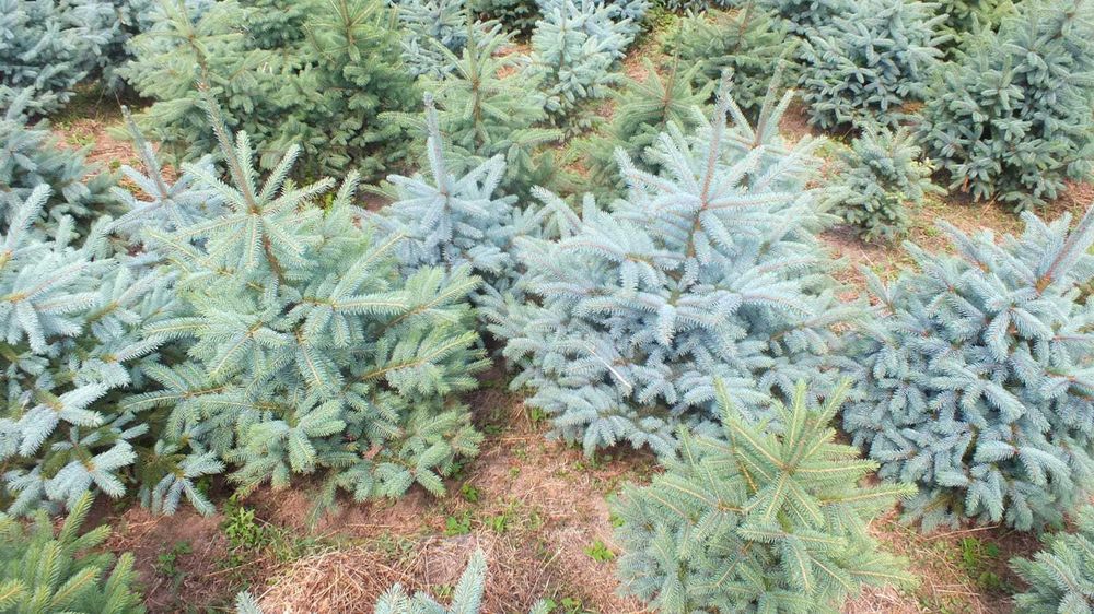 Ель, липа, дуб, голубая ель, сеянцы и саженцы.