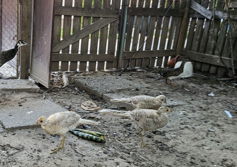 Fazani aurii pe galben