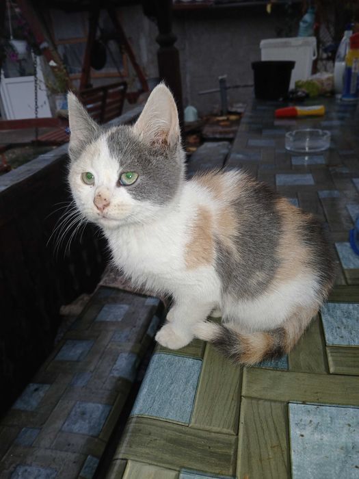 Donez pisici mici si dragute.