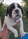 Bulldog francez (băiat)