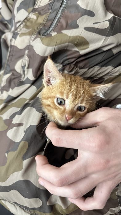 Котики срочно очень красивые и умные