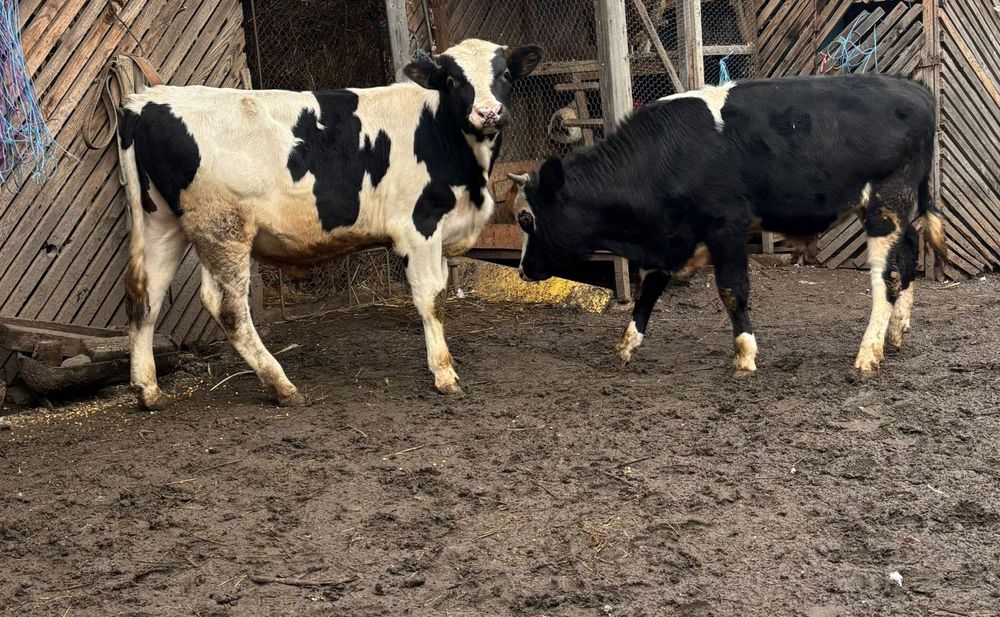 Tăurași de vânzare