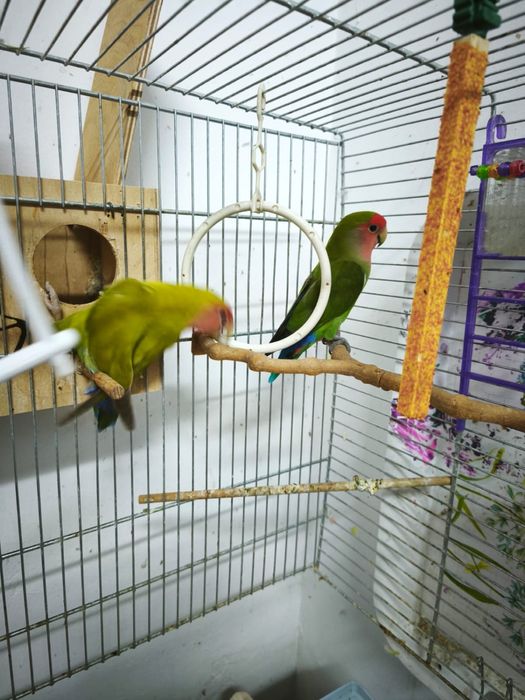 Vand papagali agapornis