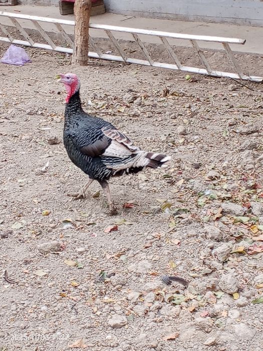 Induk sotiladi juda katta