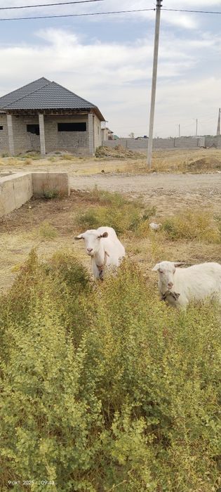 Орыс Ешкі сатылады лағы мен