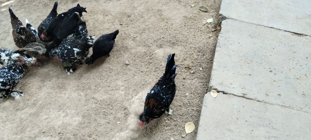 Япон товуклар сотаман ёки дакан жожага олмашаман.Сотишга 100000сум