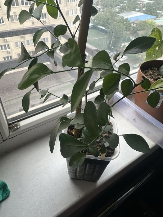 Комнатные растения  по 2500