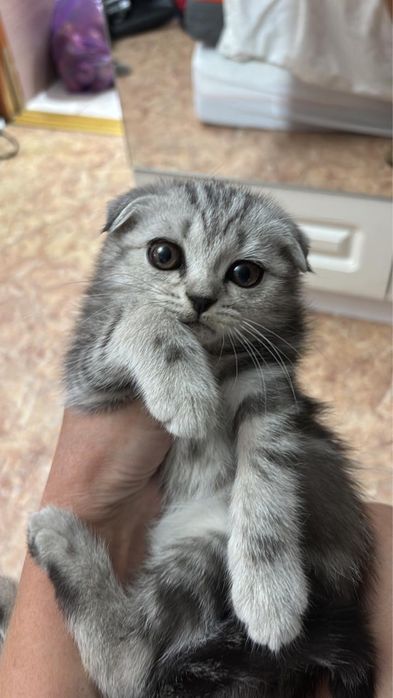 Котенка  продам.