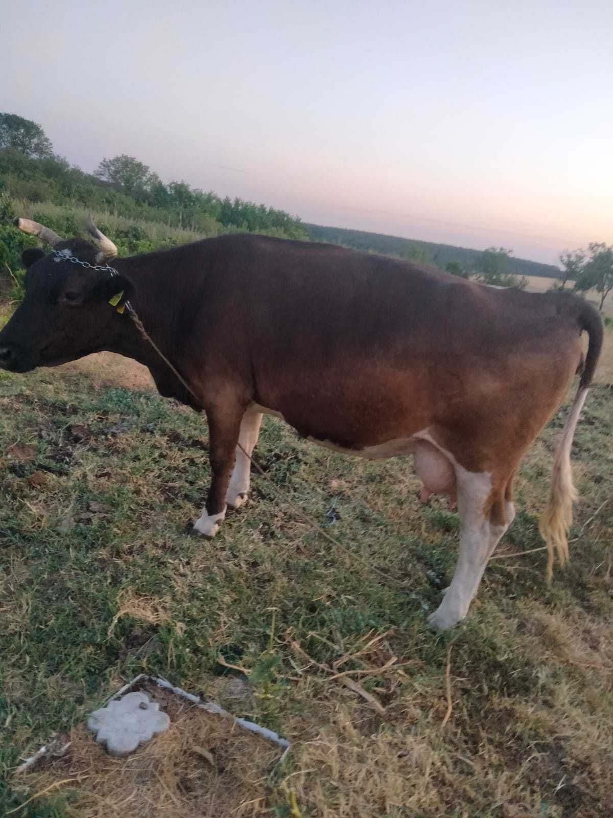 Vaca și 2 vițele