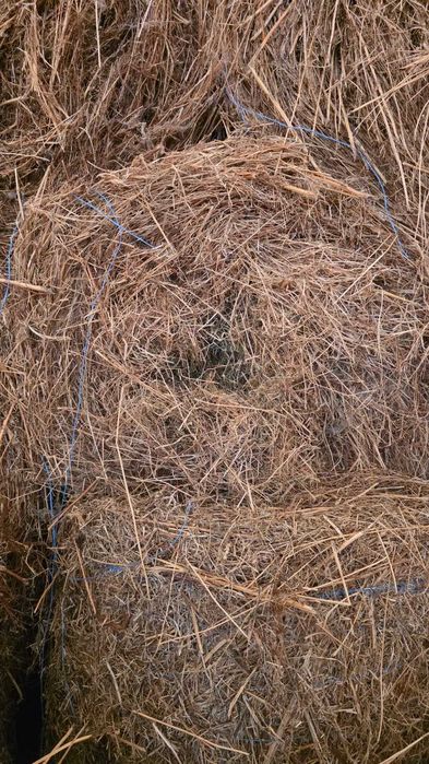 Vand baloti fan lucerna