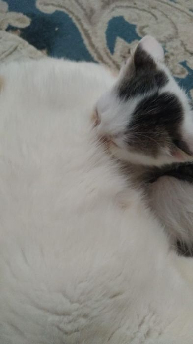 Отдаем котят(2 кошки и 1 кот)