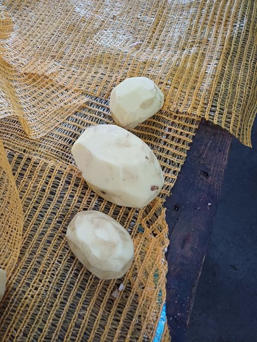 Cartofi de consum si de animale