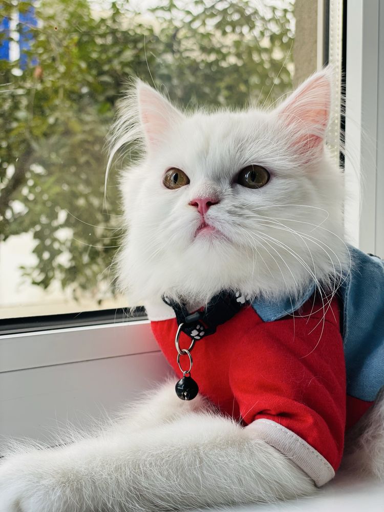 Шотландский вислоухий , айленд бритиш страйт