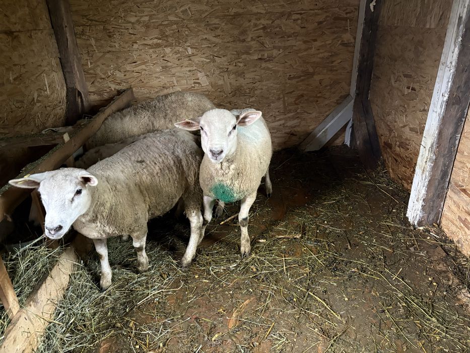 Vand berbecut texel