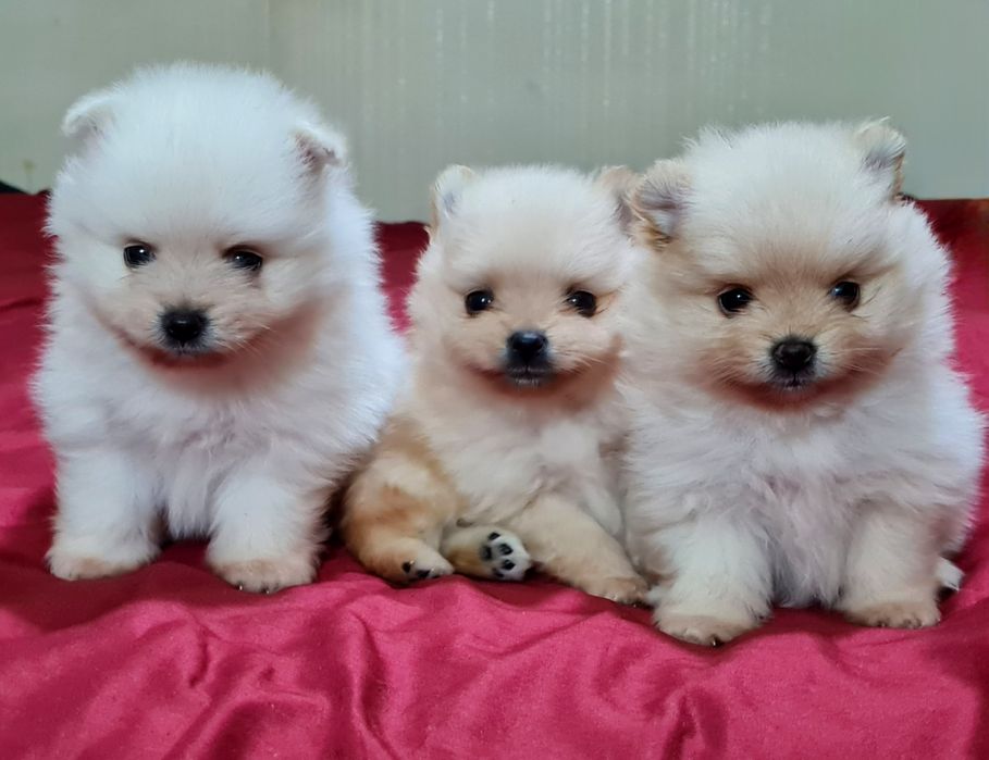 Померан мини мъжко и женско