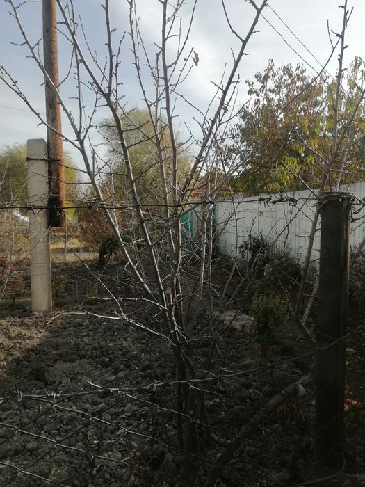 Саженцы сливы карликовой! Небольшое деревце.