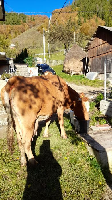 Vând vacă de 14 ani cu vițel de 2 luni!