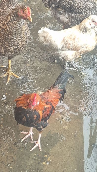 Gaini de munte Richi