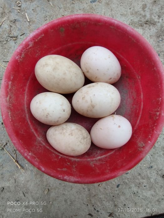 Oʻrdak tuxumi bor !!! Урдак тухуми бор