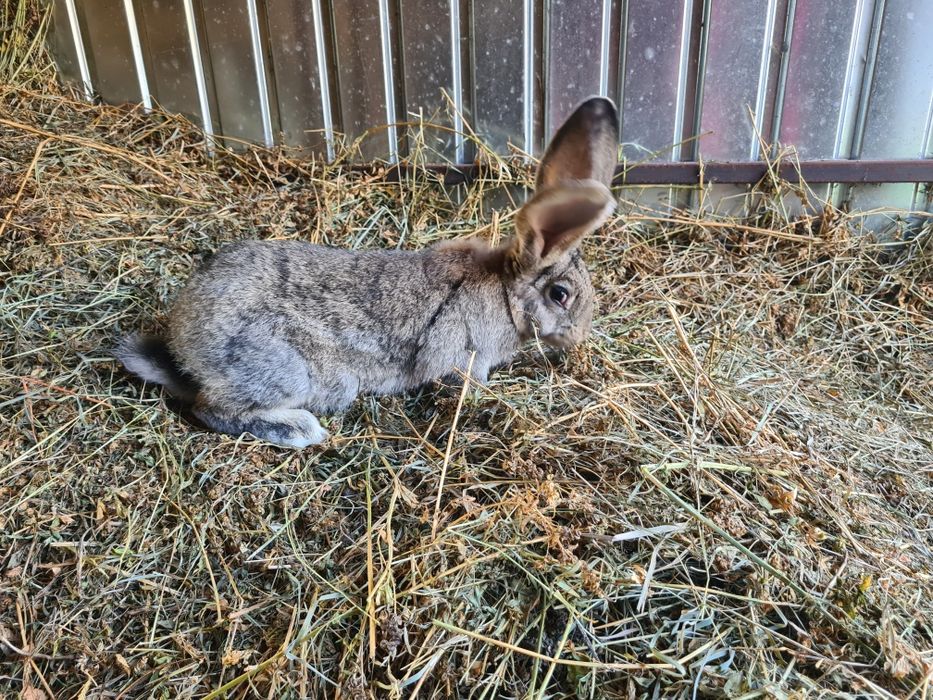 Femela Urias German Gri