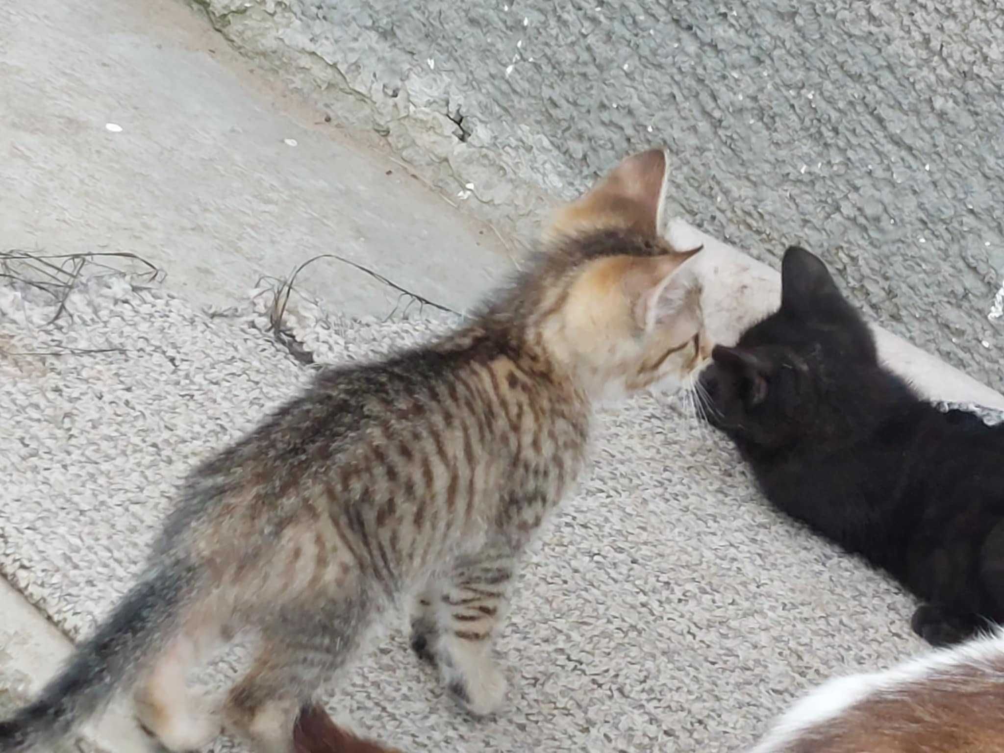 Donez pui de pisica