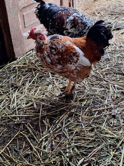 Cocoși  de casă de vânzare