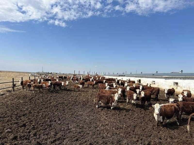 Крупно рогатый скот в количестве 34 голов