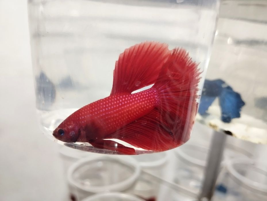 Petushoklar sotiladi