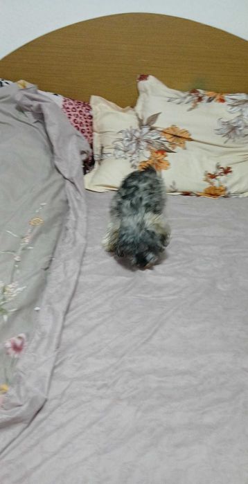 Bichon  havanez,7 luni