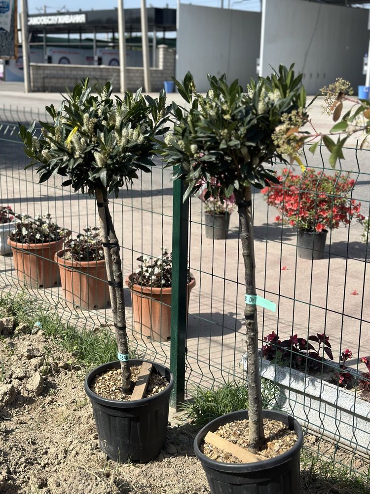 Landshaft dizayn italiya kuchatlari