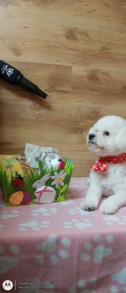 Salon Canin si Felin Timisoara