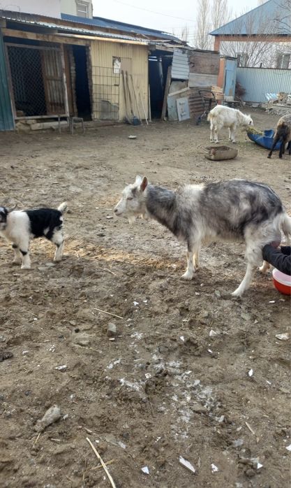 Занен теке 1,5 жас занен туша еркек лагымен