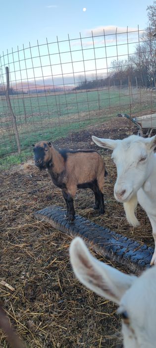 Tapisor alpin de 9 luni.