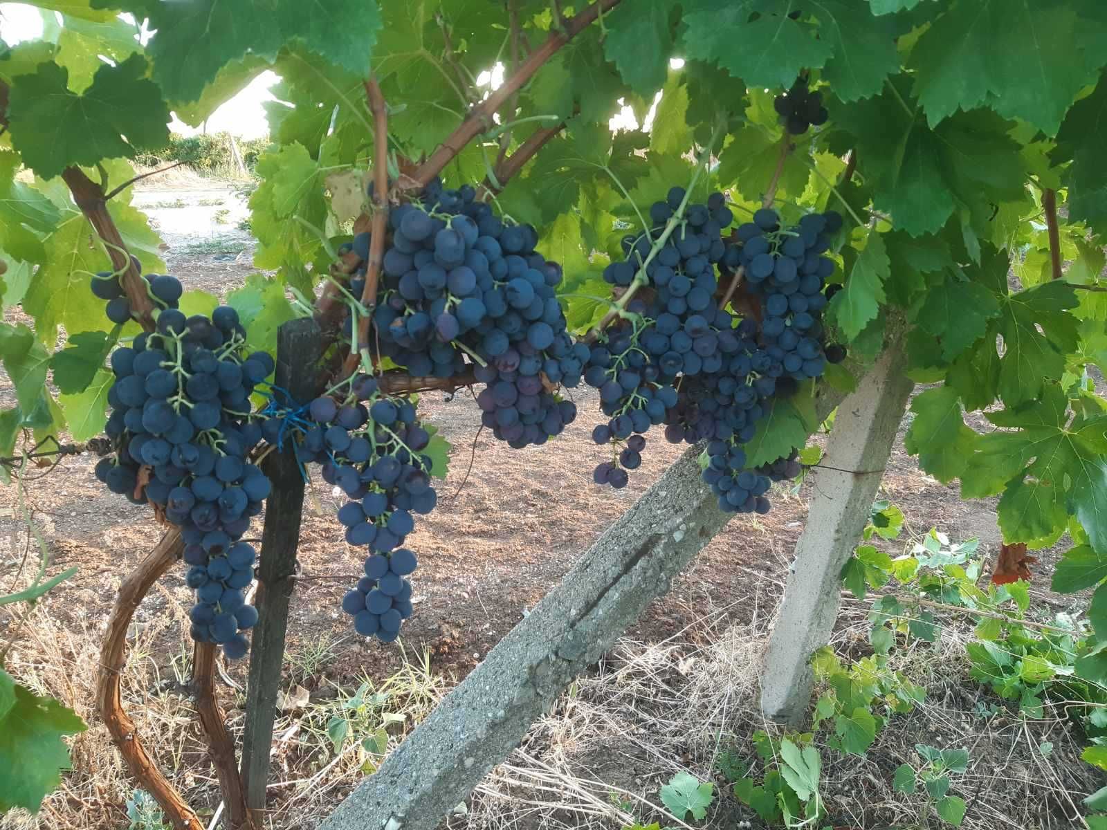 Продавам бяло и черно грозде, също и винените.