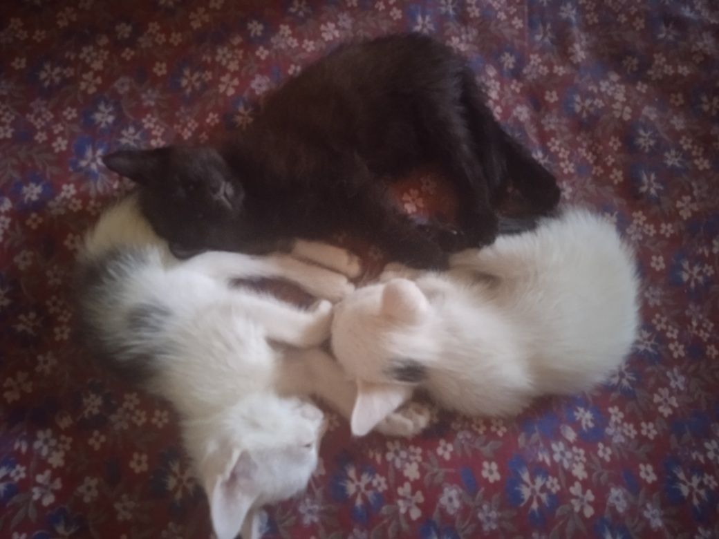 Отдаю котят в хорошие руки